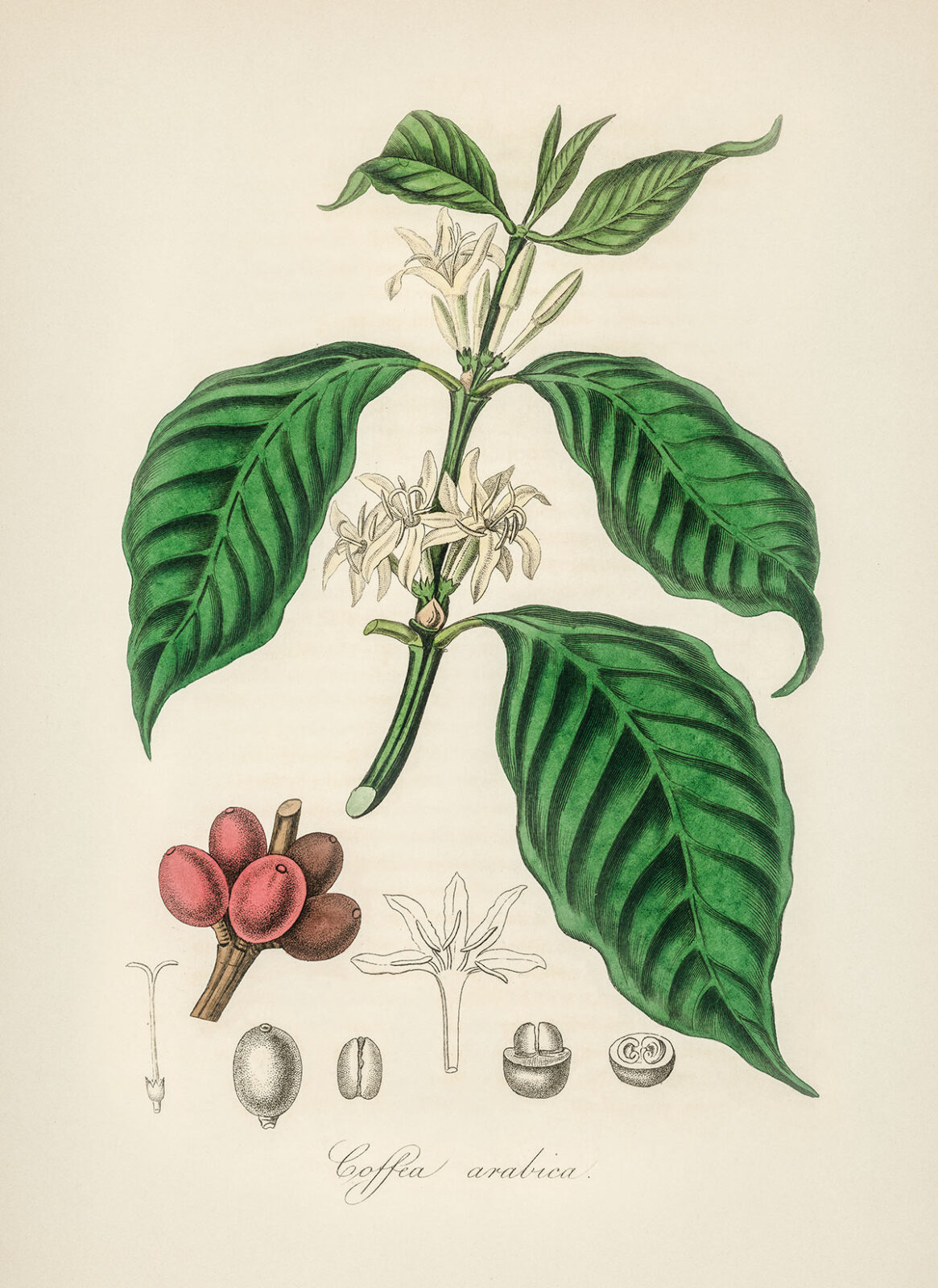 Arabica kávé